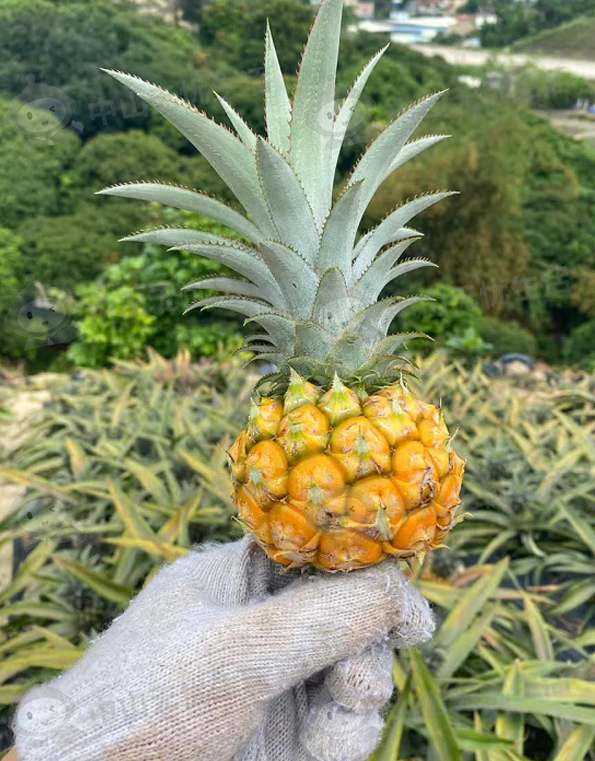 神湾菠萝为何那么出名,中山本地特产畅销全国各地!