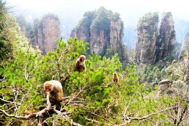说走就走的旅行是什么生肖(说走就走的旅行是什么生肖的动物)