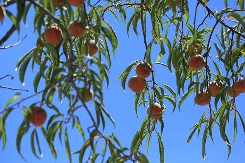 如此庞大的野生桃树资源在我国其他地区几乎没有.