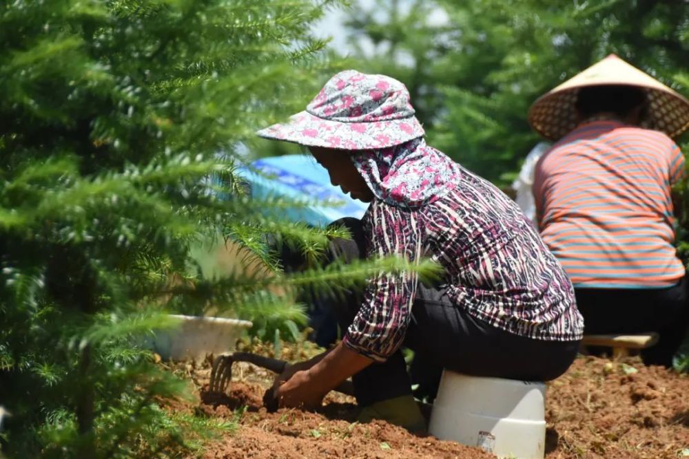 余庆一村林下套种中药材"套出"致富新路子
