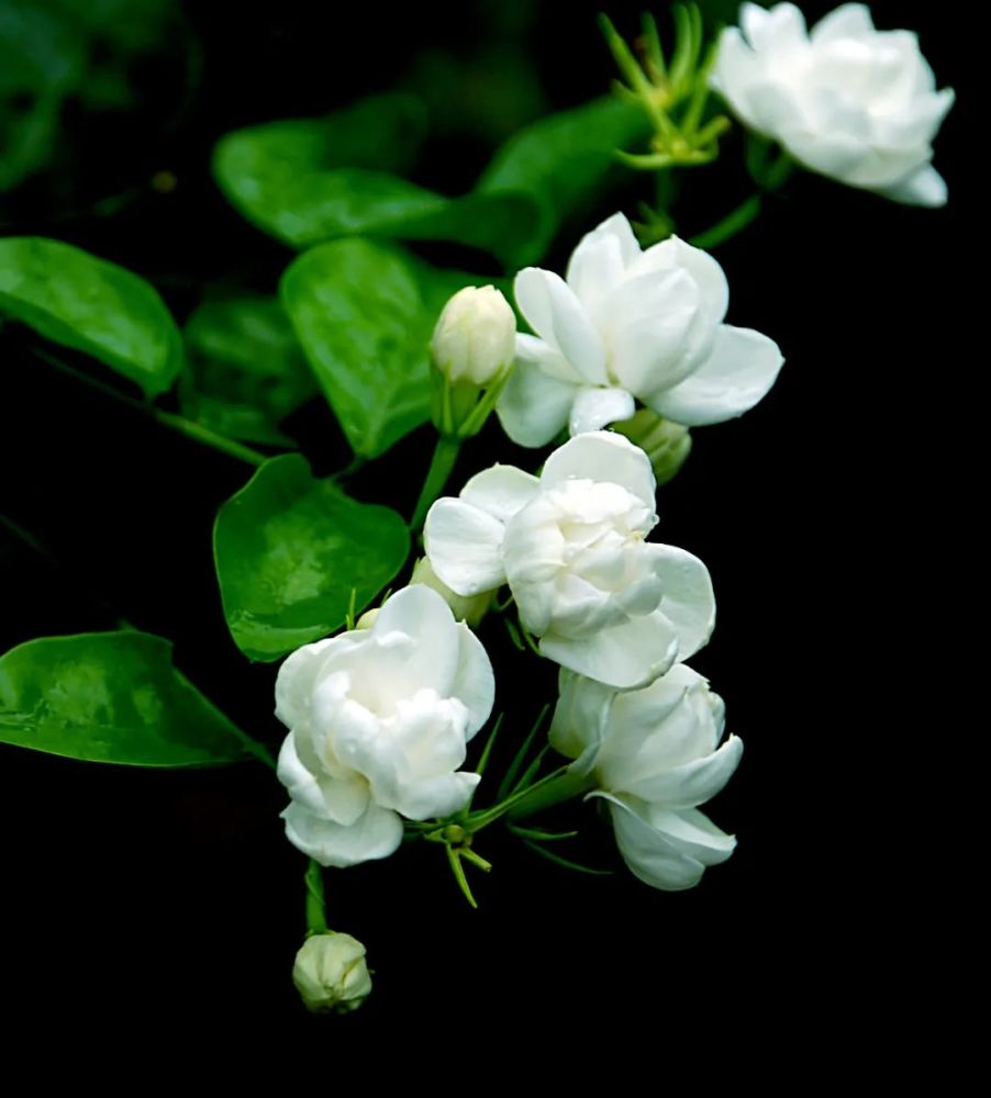 福州榕情世遗茉莉花开满城芬芳迎客来