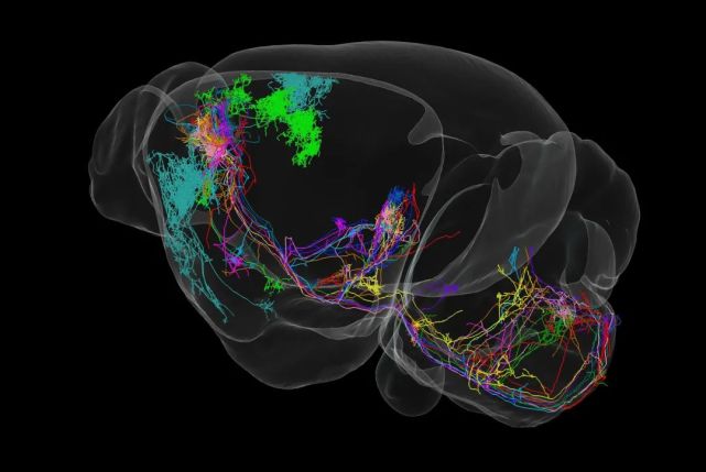 中国科学家解构世界脑科学研究地图_腾讯新闻