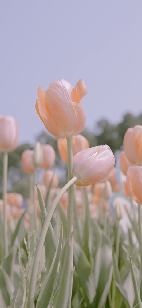 "背景图"充满鲜花的世界