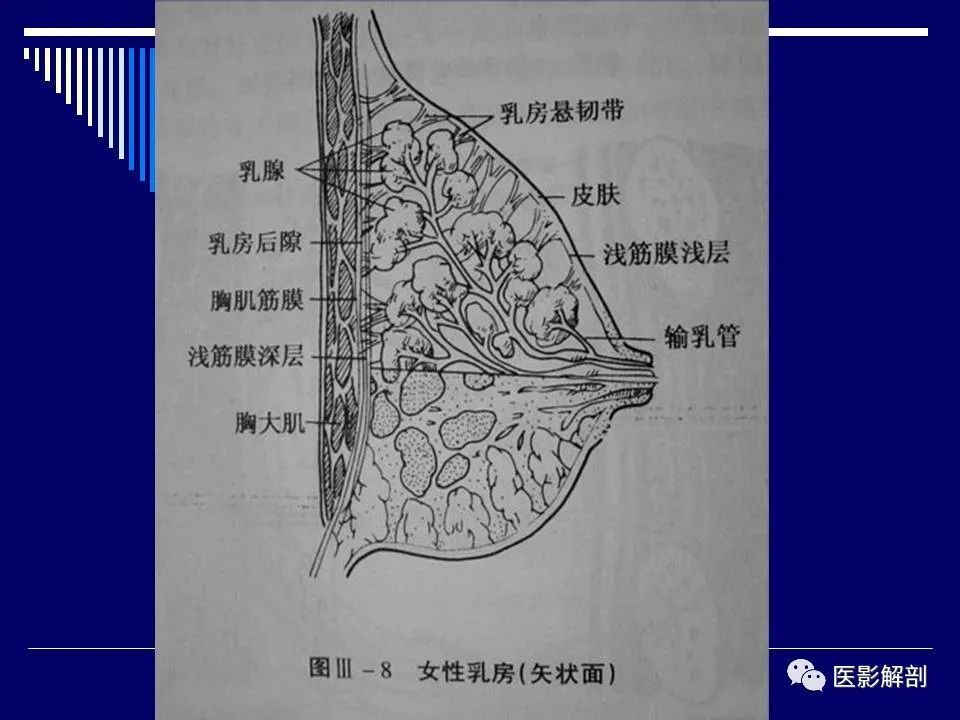 乳腺解剖及乳腺各病變影像診斷與鑑別