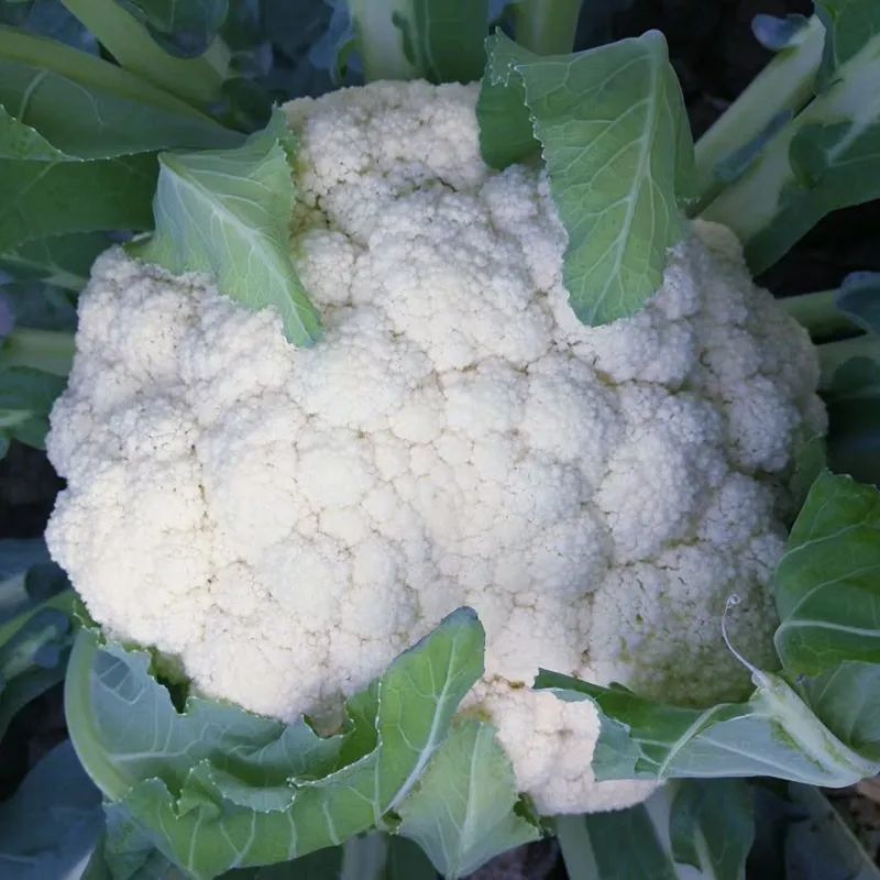 8月份想种点花菜的农户注意啦这两款小包装的很适合