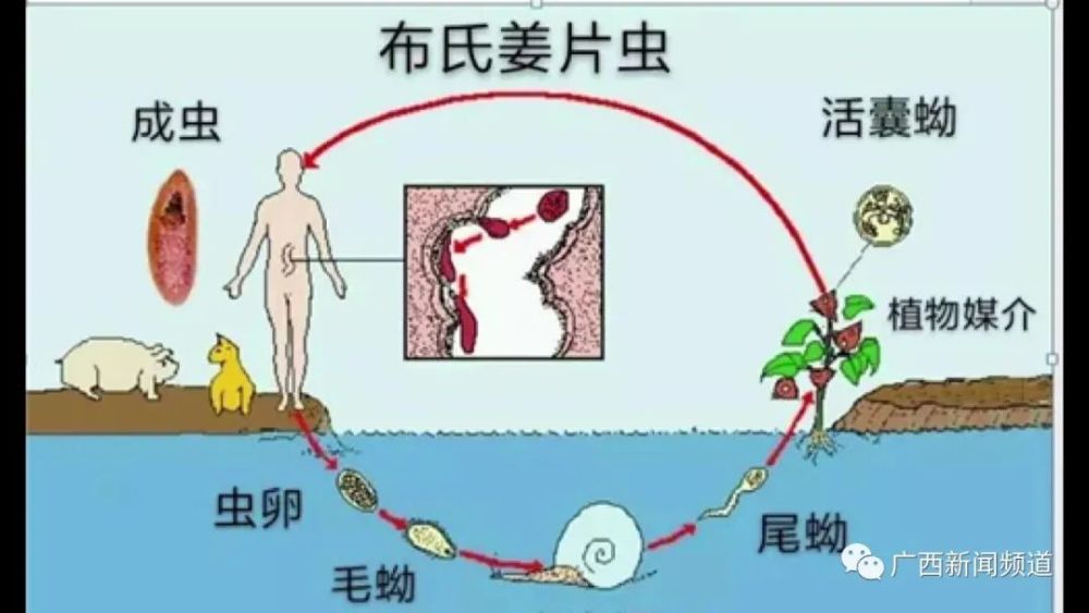 廣西疾控發佈健康提示!生吃淡水魚和螺,當心寄生蟲侵害