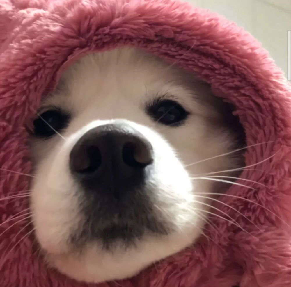 ins可爱趣味头像