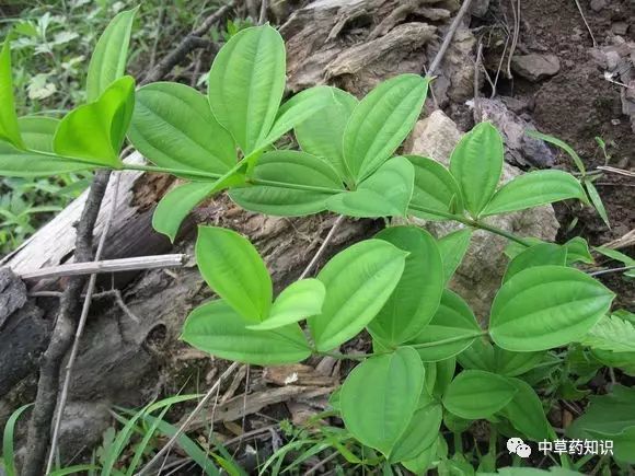 块根簇生,肉质,纺锤形.茎直立,不分枝.植物情况:多