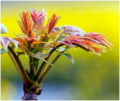 椿芽苗多少钱一棵?怎么种植?_腾讯新闻