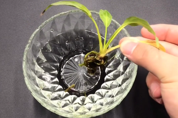 生根水不用花钱买,教你在家自制一大碗,生根快又多,成活率100