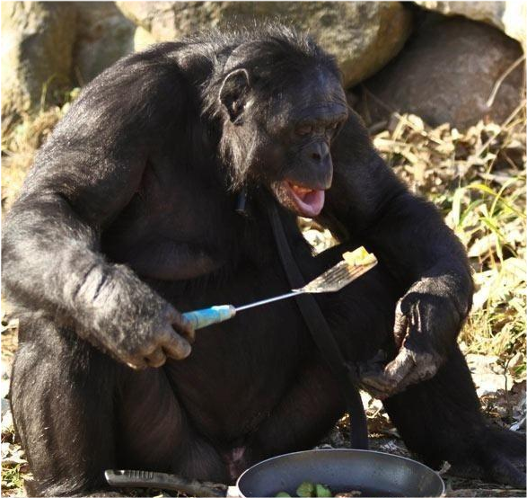 世界上有哪些動物特別記仇平頭哥蜜獾排不進前三