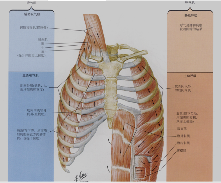 知識角|一圖看懂呼吸肌_騰訊新聞