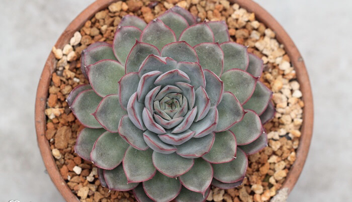 夏型多肉植物 花語:優雅,善良,迷人 特徵:武仙座是十二星座中天秤座的