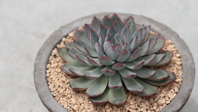 养殖方法特征:武仙座是十二星座中天秤座的代表性多肉植物(天秤座出生