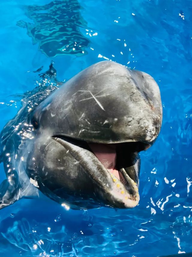 家里瘫不如来撒欢呆萌花鲸闪亮登场快来周口海洋馆奇遇一下