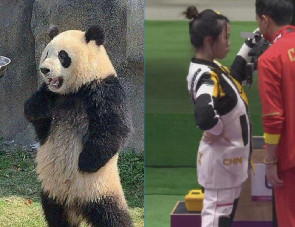 她这样看上去真的是很像国宝熊猫的既视感,所以杨倩也就是大家心中的