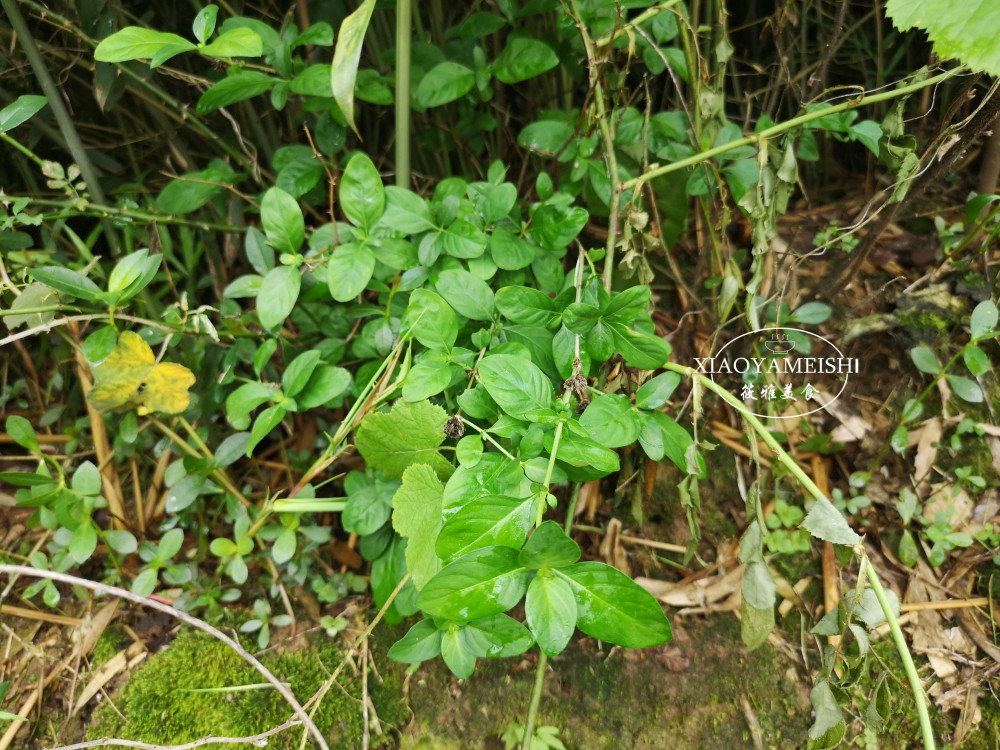 三伏天流汗多,湖南农村有吃伏鸡习俗,路边荆熬水焖,清热还解暑