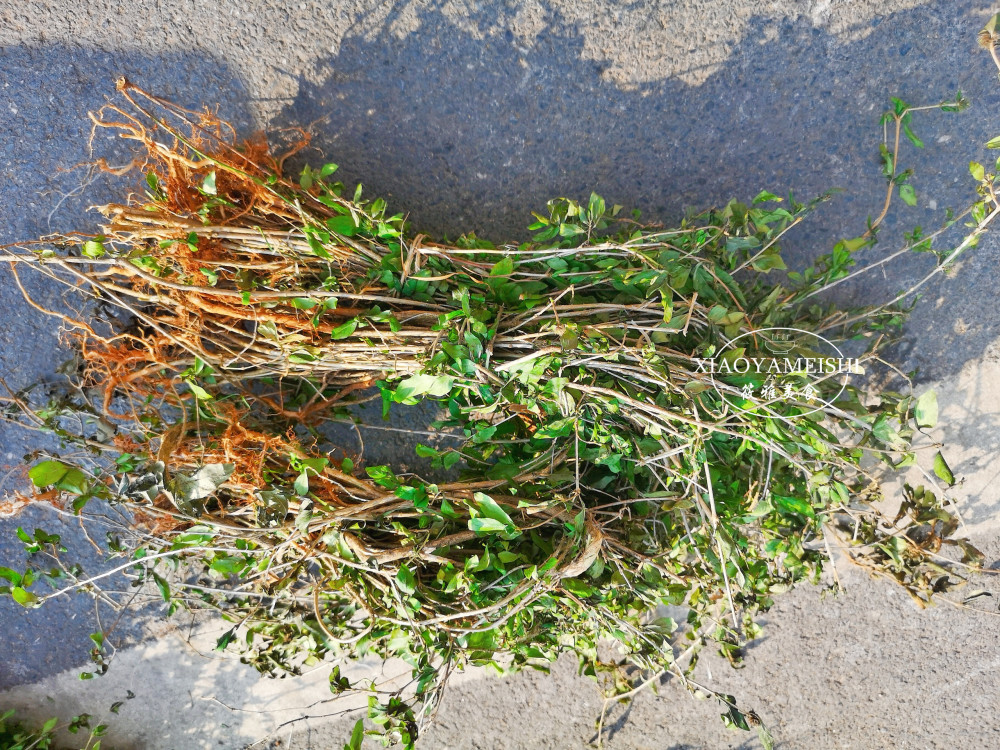 路边荆图片大全草药图片