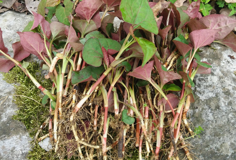 除了食用,魚腥草還可以藥用,屬於