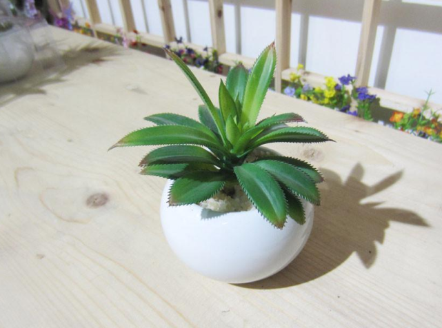 卧室里适合养哪些花草 在夜间释放氧气的植物有 仙人掌类仙人球仙人山