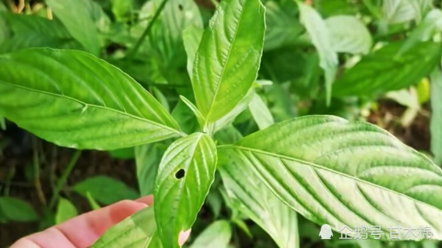 紫草也叫紫藍草,與紅藍草長得非常相似,從葉子上區分紫草葉片較長且