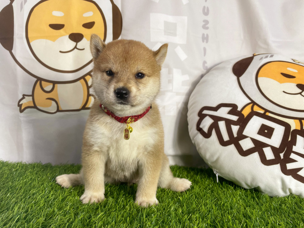 柴犬犬舍嶶nikibt第一,聪明且独立柴犬是一个很聪明的狗狗,因为从小