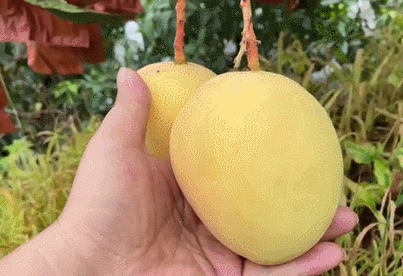 8元/整箱包邮|金龙|芒果|云南|果园|果农|果树