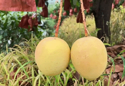 8元/整箱包邮|金龙|芒果|云南|果园|果农|果树