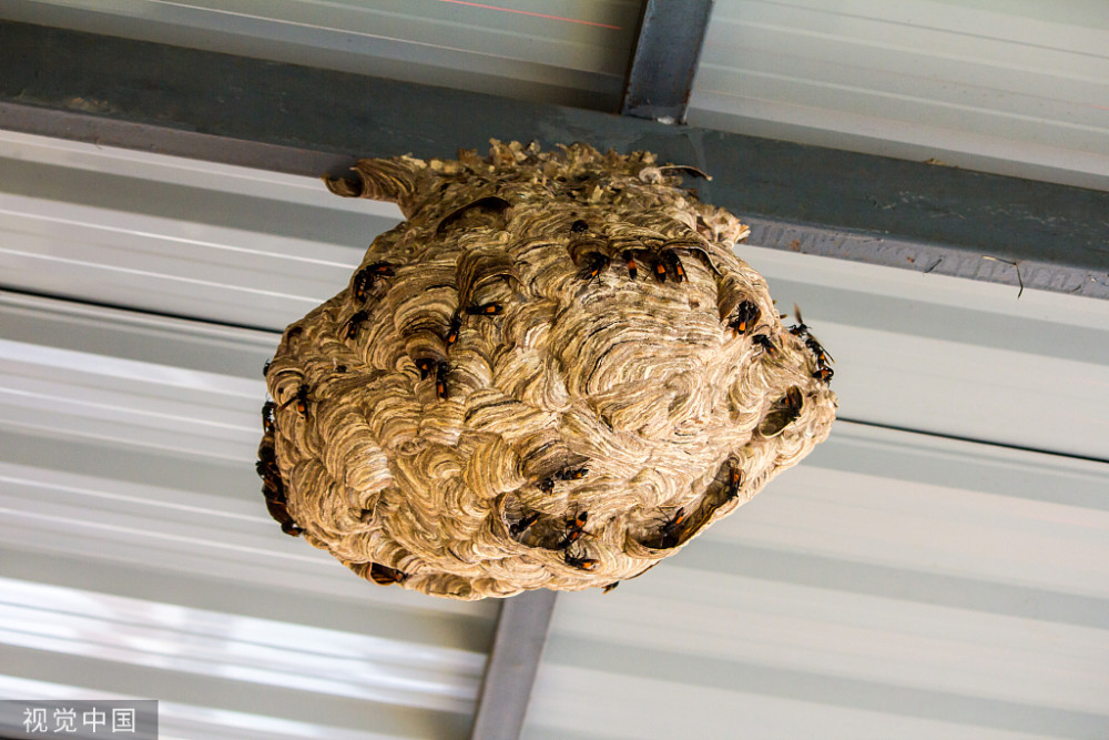 大连消防"捅蜂专家"一周捅掉244个马蜂窝