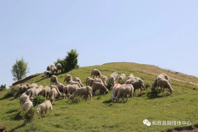 和政县罗家集镇三岔沟村乡村建设示范座谈会召开