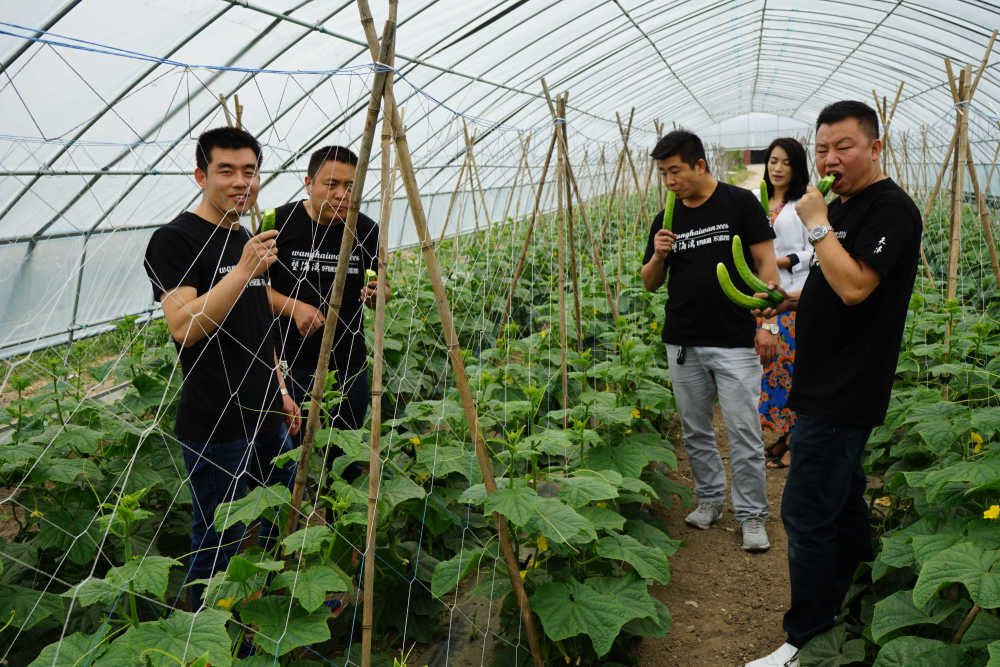 因為永恆菜園是全鎮最大的有機蔬菜基地,包括有機蔬菜種植園,有機蔬菜