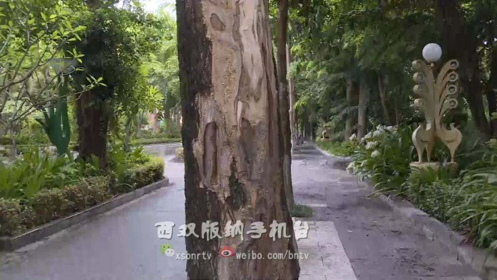人要脸树要皮绿化树被恶意剥皮谁干的