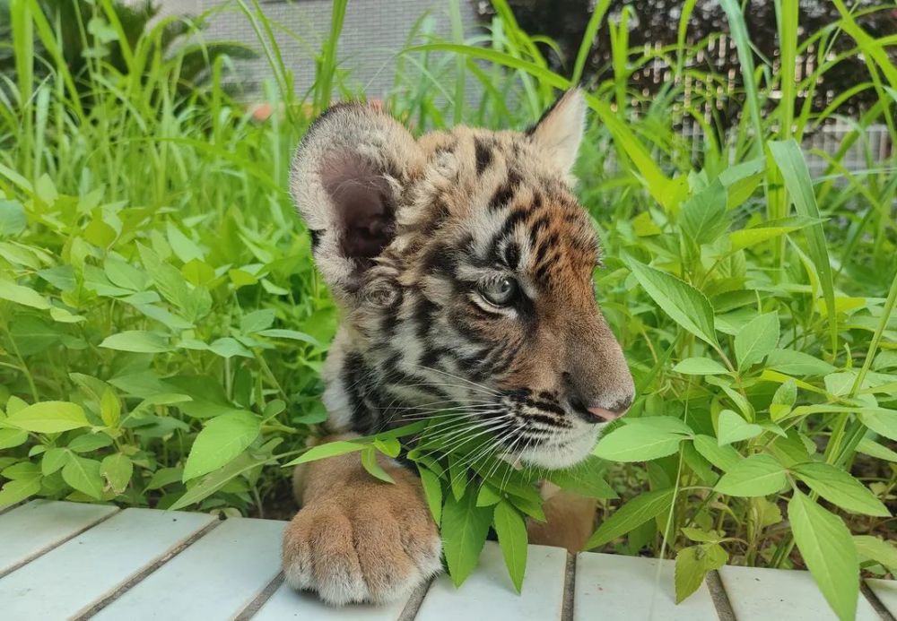 全球老虎日这只小华南虎萌翻17万人