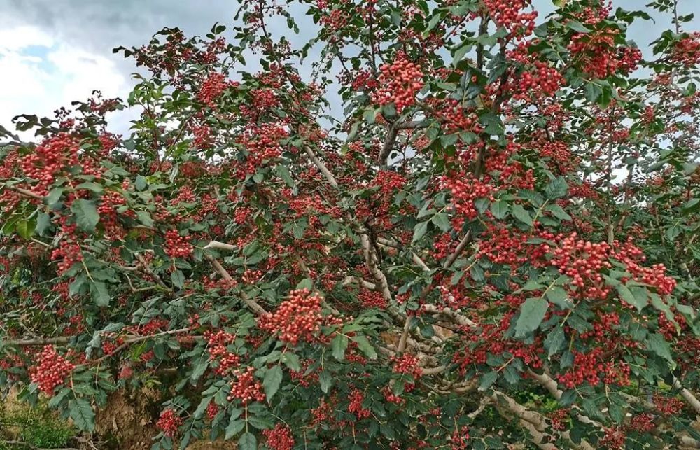 鸳鸯镇李山村:花椒红了 群众笑了