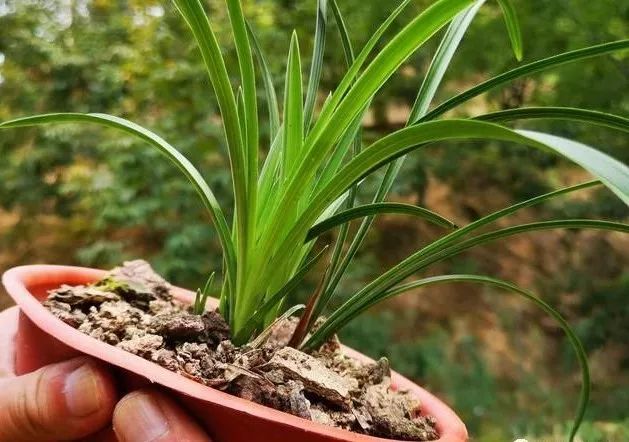 种植兰花的土壤板结了,兰根生长不影响?兰友:赶紧吧