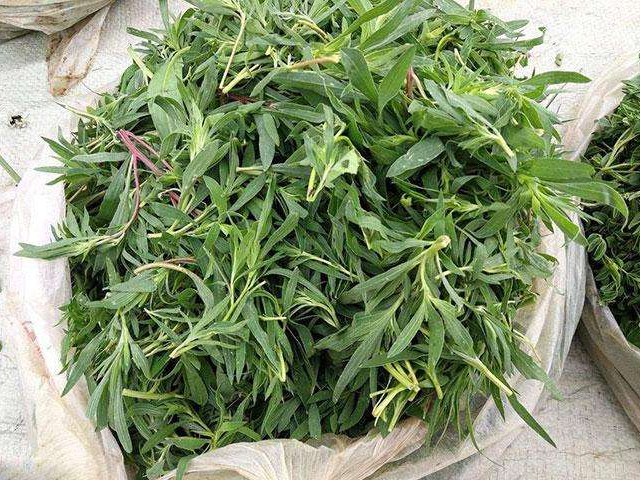这种野菜是痛风的死对头越吃眼睛越明亮老少皆宜营养美味