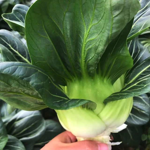 秋播特别适合的小青菜品种!黑叶矮箕苏州青,口感好,特别好吃