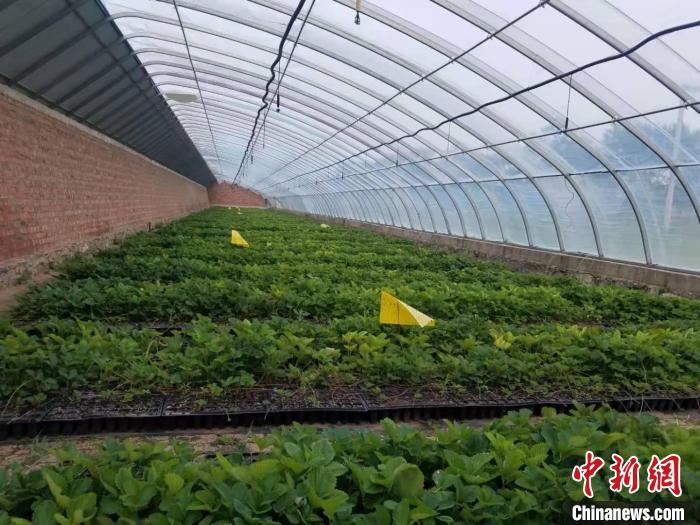 图为李慧的草莓种苗培育基地.受访者供图