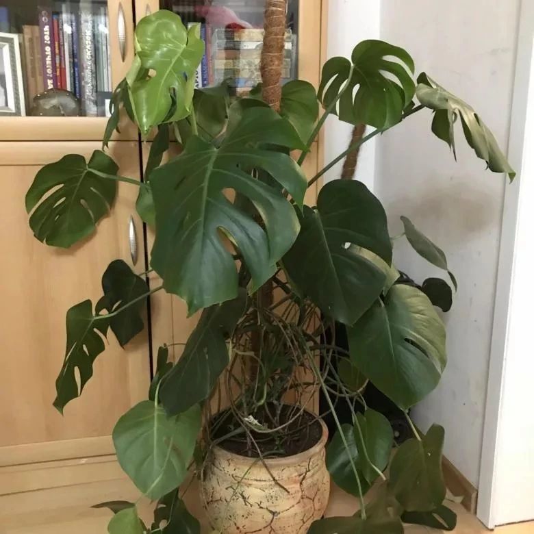 盆栽龟背竹的叶子卷曲的9个原因教你正确处理让它快速长大