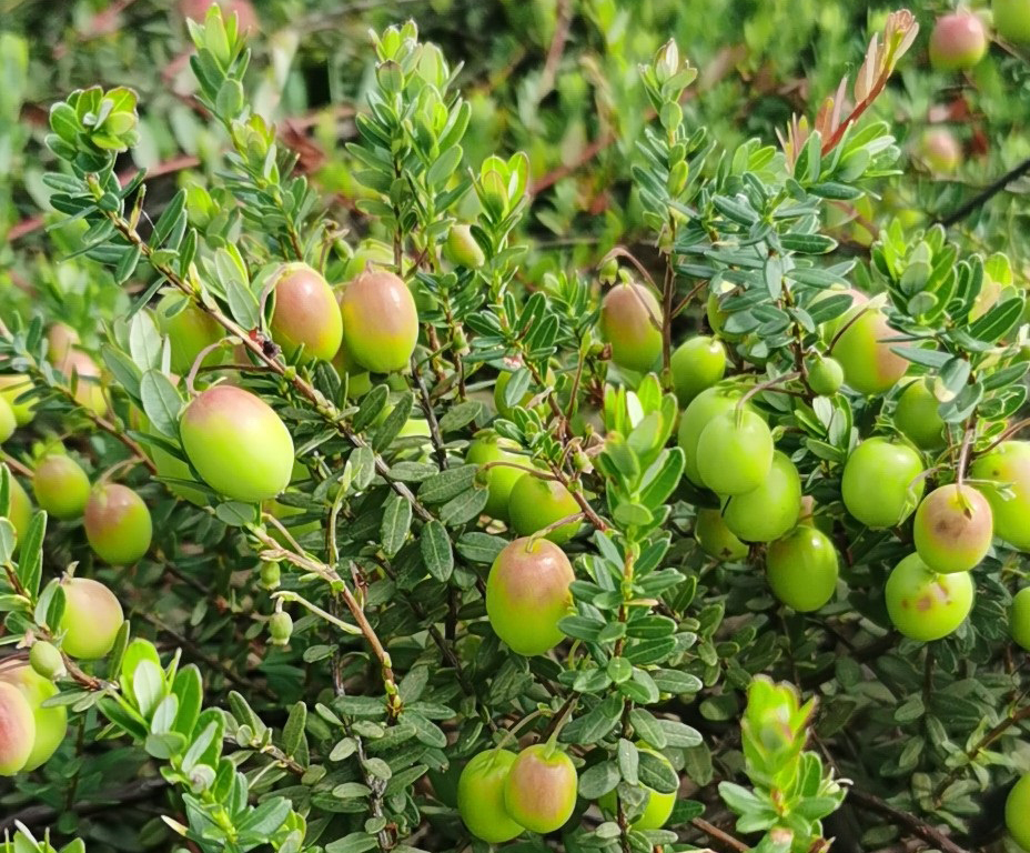 干旱少雨,部分农作物生长受到影响,但在虎林市东方红镇蔓越莓种植基地