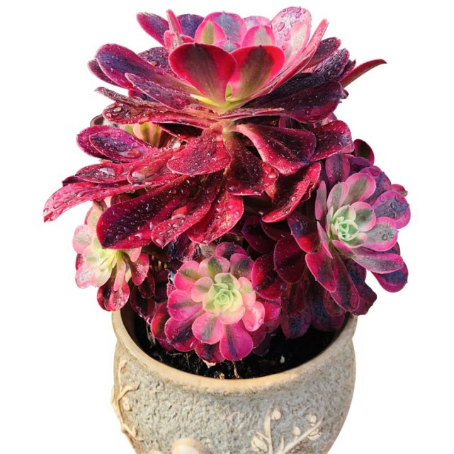 美杜莎欧佳丽粉女巫三款法师锦比美你更中意谁