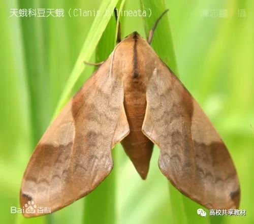 从生物学分类来说,豆虫是鳞翅目天蛾科豆天蛾属豆