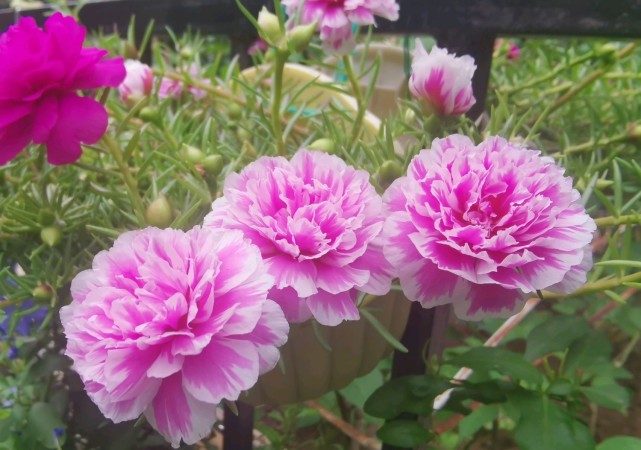 粉色芙蓉是太阳花"家族"里比较强壮的品种,其枝条硬朗,长可达20cm,茎