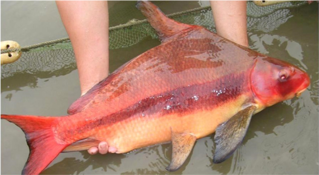 四川钓鱼人钓到"胭脂鱼",在网络炫耀!网友痛批:坐牢鱼都敢钓