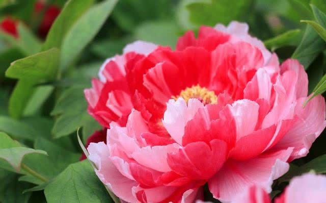 李白寫了一首肉麻的詩 是寫給楊貴妃的 開篇兩句你肯定聽過 中國熱點