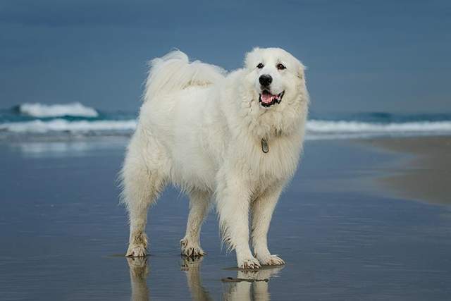 english sheepdog)的起源和歷史,今天接著講智商排名第112名的大白熊