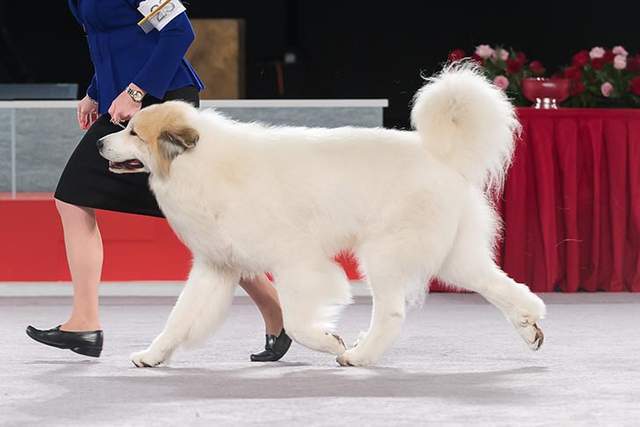 寻根问祖系列112大白熊犬greatpyrenees