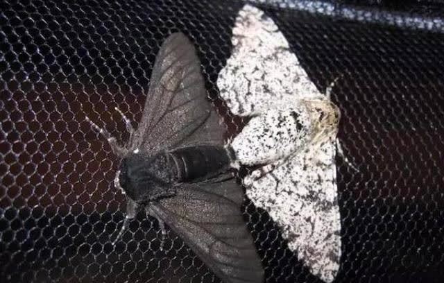 黑色的外衣成了它最好的保护色,鸟类不易捕食这种类型的桦尺蛾,正是