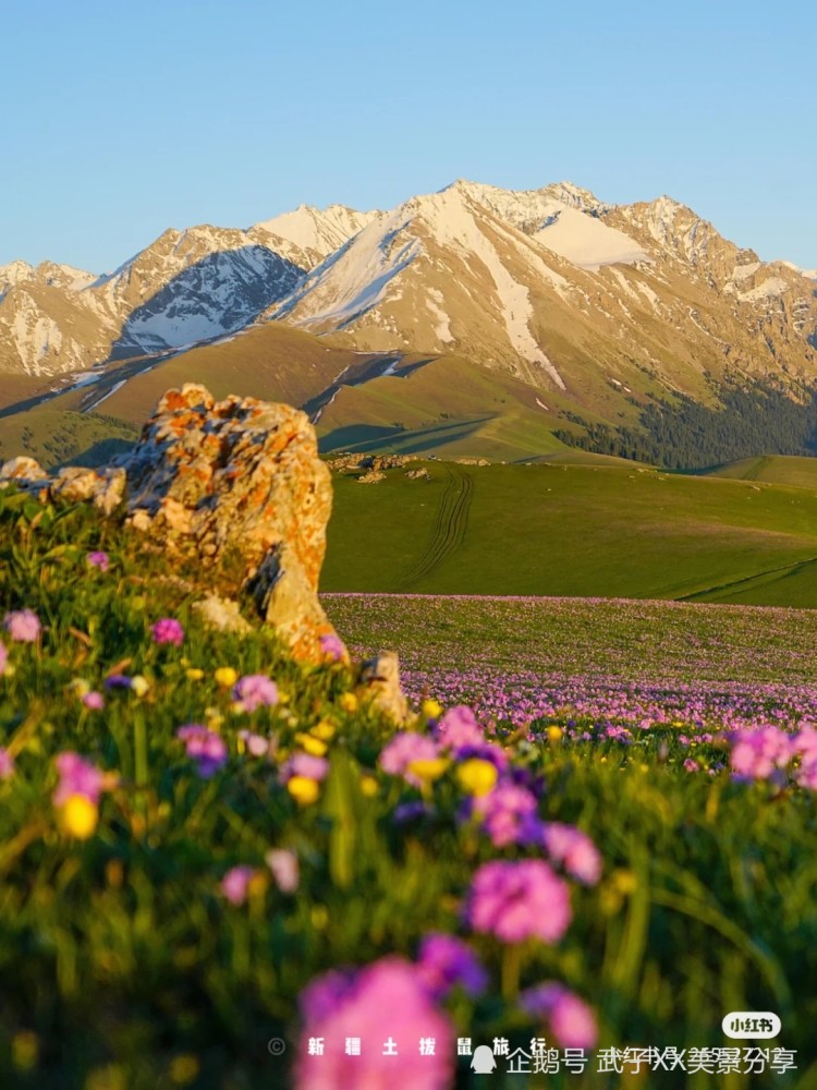 喀拉峻草原的雪山花海_腾讯新闻