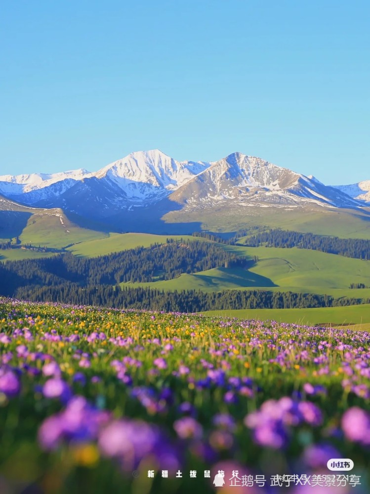 喀拉峻草原的雪山花海_腾讯新闻